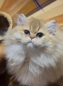 Kelly - Scottish Straight Kitten For Sale - Gainesville&comma; GA&comma; US