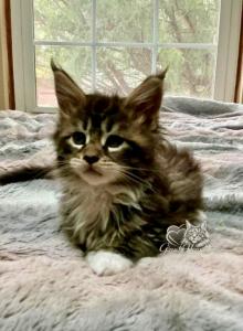 Female Brown Tabby  Maine Coon with White - Maine Coon Kitten For Sale - Salem&comma; OH&comma; US