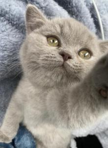 Tiny Temu - British Shorthair Kitten For Sale - Maple Grove&comma; MN&comma; US