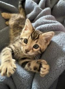 Mary Kate - Bengal Kitten For Sale - Raeford&comma; NC&comma; US