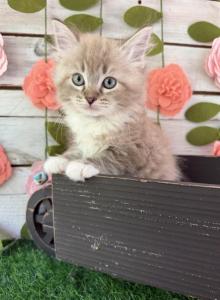 Buttercup - Ragdoll Kitten For Sale - FL, US Buttercup - Ragdoll Kitten For Sale - FL, US