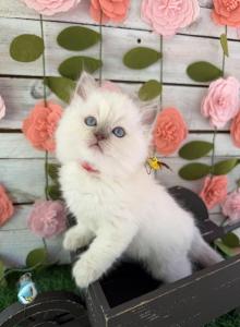 Firefly - Ragdoll Kitten For Sale - FL&comma; US