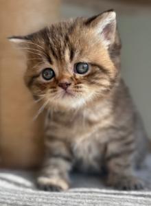 Persy - Scottish Straight Kitten For Sale - Kansas City&comma; MO&comma; US