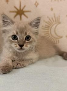 Luna - Ragdoll Kitten For Sale - Ozark&comma; MO&comma; US