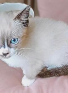 Grumpi's 4 girls - Snowshoe Kitten For Sale - Walterboro&comma; SC&comma; US