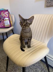 Bart - Devon Rex Kitten For Sale - Brooklyn&comma; NY&comma; US