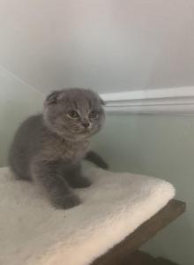Dina - Scottish Fold Kitten For Sale - Wellesley&comma; MA&comma; US