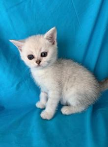 Snow - British Shorthair Kitten For Sale - Huntingtn Bch&comma; CA&comma; US