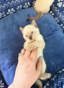 The Cuddle Cloud Litter - Siamese Kitten For Sale - Boston&comma; MA&comma; US