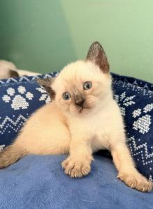The Cuddle Cloud Litter - Siamese Kitten For Sale - Morristown, NJ, US The Cuddle Cloud Litter - Siamese Kitten For Sale - Morristown, NJ, US
