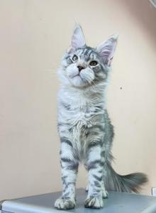 European TICA  FIFe WCF Registered Cattery - Maine Coon Kitten For Sale - DC&comma; US