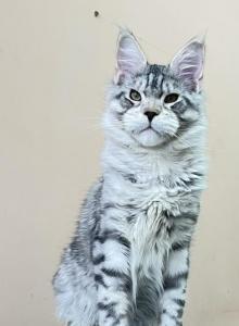 SILVER TABBY EUROPEAN TYPE FIFE MAINE COON - Maine Coon Kitten For Sale - DC&comma; US