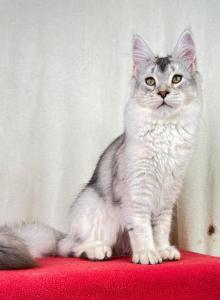 Lynx Rune Code European Maine Coon Cattery - Maine Coon Cat For Sale - DC&comma; US