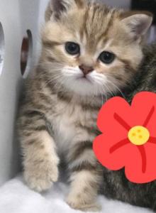 Coral - Scottish Straight Kitten For Sale - Naperville, IL, US Coral - Scottish Straight Kitten For Sale - Naperville, IL, US