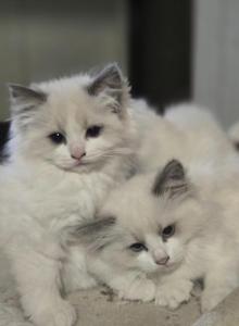 Lovey kittens - Ragdoll Kitten For Sale - Myerstown&comma; PA&comma; US