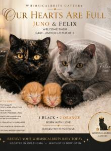 Juno's Tea party litter - British Shorthair Kitten For Sale - Sallisaw&comma; OK&comma; US