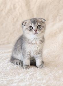 Mia - Scottish Fold Kitten For Sale - Boca Raton&comma; FL&comma; US