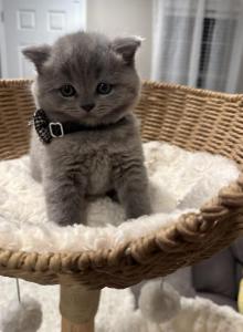 Mila - Scottish Straight Kitten For Sale - Powell, TN, US Mila - Scottish Straight Kitten For Sale - Powell, TN, US