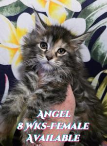 Angel The Lilo & Stitch Litter - Maine Coon Kitten For Sale - Kingman&comma; AZ&comma; US