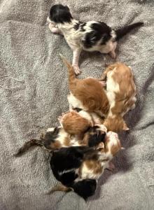 Kate - Maine Coon Kitten For Sale - Locust Grove&comma; OK&comma; US
