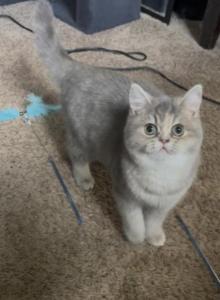 Lilac - British Shorthair Cat For Sale - Johns Creek, GA, US Lilac - British Shorthair Cat For Sale - Johns Creek, GA, US