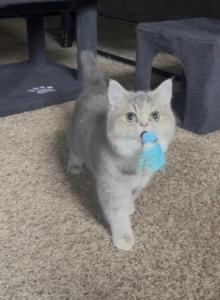 Lilac - British Shorthair Cat For Sale - Johns Creek&comma; GA&comma; US