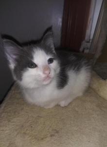 Smokey - Domestic Kitten For Adoption - Phila&comma; PA&comma; US