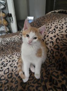 Kenny - Domestic Kitten For Sale - Charlton&comma; MA&comma; US