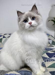 Ginerva - Ragdoll Cat For Sale - Tuscaloosa&comma; AL&comma; US