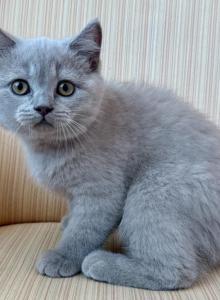 British Shorthair Lilac Male - British Shorthair Kitten For Sale - Orlando&comma; FL&comma; US