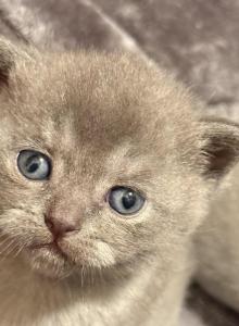 London - Scottish Fold Kitten For Sale - Rancho Santa Margarita&comma; CA&comma; US