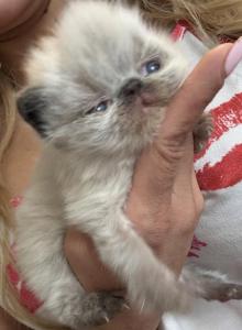 Maria - Persian Kitten For Sale - Worcester&comma; MA&comma; US