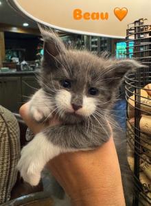 Beau - Maine Coon Kitten For Sale - Rogersville&comma; MO&comma; US
