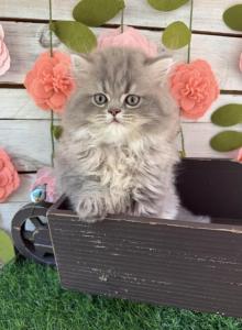 Bougie - Persian Kitten For Sale - FL&comma; US