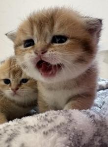 British short hair mid may - British Shorthair Kitten For Sale - San Marcos&comma; CA&comma; US