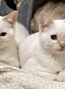 A pair of flame point girls - Siamese Kitten For Sale - Worcester&comma; MA&comma; US
