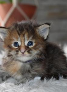 Maine Coon kittens  TICA Registered - Maine Coon Kitten For Sale - Manchester&comma; NH&comma; US