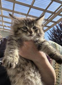 King Huge Barbos Mix Maine Coon & Ragdoll - Maine Coon Kitten For Adoption - Auburn&comma; WA&comma; US