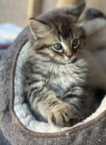 King Huge Barbos Mix Maine Coon & Ragdoll - Maine Coon Kitten For Adoption - Auburn&comma; WA&comma; US