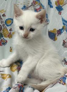 Ollow mix Ragdoll & Blue calico - Ragdoll Kitten For Adoption - Auburn&comma; WA&comma; US