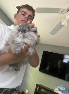 Black Smoke - Persian Kitten For Sale - Villa Rica&comma; GA&comma; US