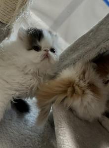 Exotic Persian kitten - Persian Kitten For Sale - Las Vegas&comma; NV&comma; US