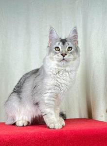 Ns 25 female f o r breeding program - Maine Coon Cat For Sale - DC&comma; US