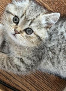 Marx - Scottish Straight Kitten For Sale - Palatine&comma; IL&comma; US