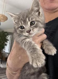 Lucy - British Shorthair Kitten For Adoption - Middlebury&comma; IN&comma; US