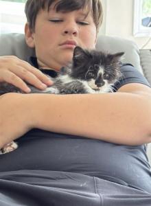 Snuggles - Maine Coon Kitten For Sale - Middlebury&comma; IN&comma; US
