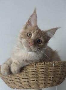 Whiskey - Maine Coon Kitten For Sale - Los Angeles&comma; CA&comma; US