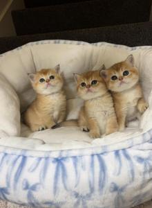 Kittens - British Shorthair Kitten For Sale - Bellevue&comma; WA&comma; US