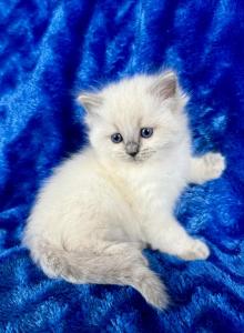 ZT treasure - Ragdoll Kitten For Sale - Goodrich&comma; MI&comma; US