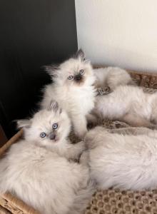 Himalayan kittens - Himalayan Kitten For Sale - Laguna Woods&comma; CA&comma; US